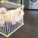 Dog moves his cage