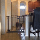 Boxer jumps over baby gate