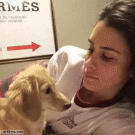 Dog bites girl's tongue