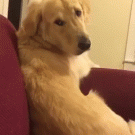 Dog turns head upside-down