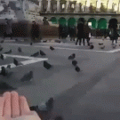 Flipping off pigeon