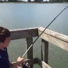 Huge alligator steals fish caught by kid
