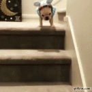 Puppy comes down the stairs