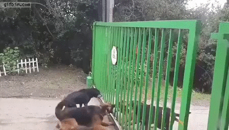 dog opens gate