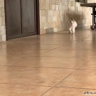 Cat chasing bouncing ping pong ball