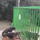 Dogs fighting through opening gate
