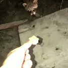 Guy feeds raccoon in the dark