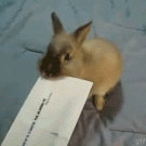 Bunny envelope opener