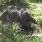 Chimps synchronized walking
