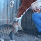Cat drinks milk from cow