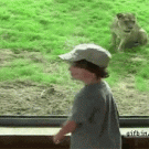 Kid vs. lion at the zoo