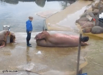Walrus Doing Sit-ups | Best Funny Gifs Updated Daily