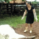Cow kicks woman in the face