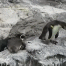 Penguin pushes friend off cliff