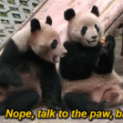 Pandas - talk to the paw