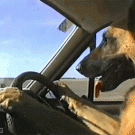Dog driving car