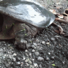 Turtle attacks camera