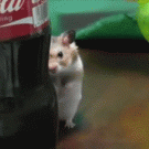 Dramatic hamster behind Coca-Cola bottle