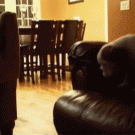 Puppy couch jump fail