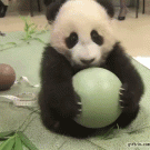 Panda baby loves ball