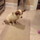 Puppy catch fail