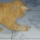 Mouse tricks cat by playing dead