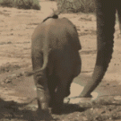 Elephant baby balance problems