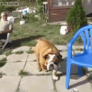 Bulldog climbs on chair and sits