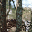 Hawk flying between trees