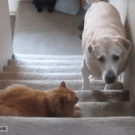Dog afraid of cat goes up stairs