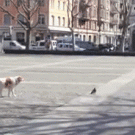 Dog catching a pigeon fail