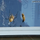 Spider vs. wasp