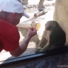 Baboon reacts to disappearing card trick