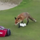 Fox steals golf player's wallet while he films it