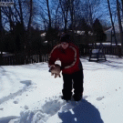 Puppy gets thrown into deep snow