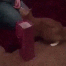 Cat dives into wine bag