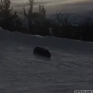 Dog slides down slope