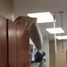 Cat makes a jump with its ved