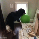 Dog struggles with large ball through doggy door