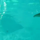 Porpoise blows bubble rings