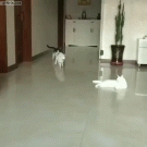 Cats running in slo-mo