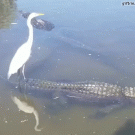 Egred rides alligator