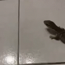 Lizard catching bug on slippery floor