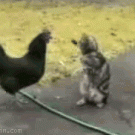 Chicken vs. cat