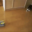 Maru the cat playing with 2 boxes