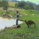 Kangaroo kicks kid into the pond