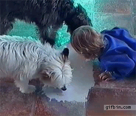 Kid Licks Milk Off Floor With Dogs