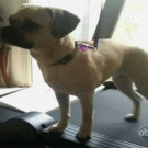 Dog on treadmill