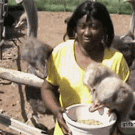 Ostrich snatches woman's wig