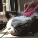 Brushing the cat